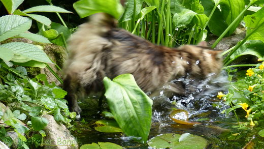 Sibirische Katzen Katrinchen von der Gronau